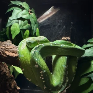 WC Aru Green Tree Python (Morelia Viridis)