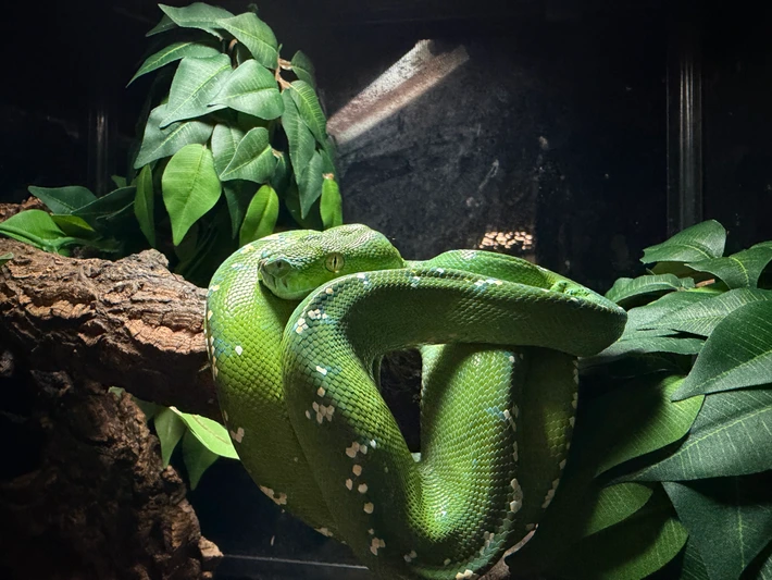 WC Aru Green Tree Python for Sale