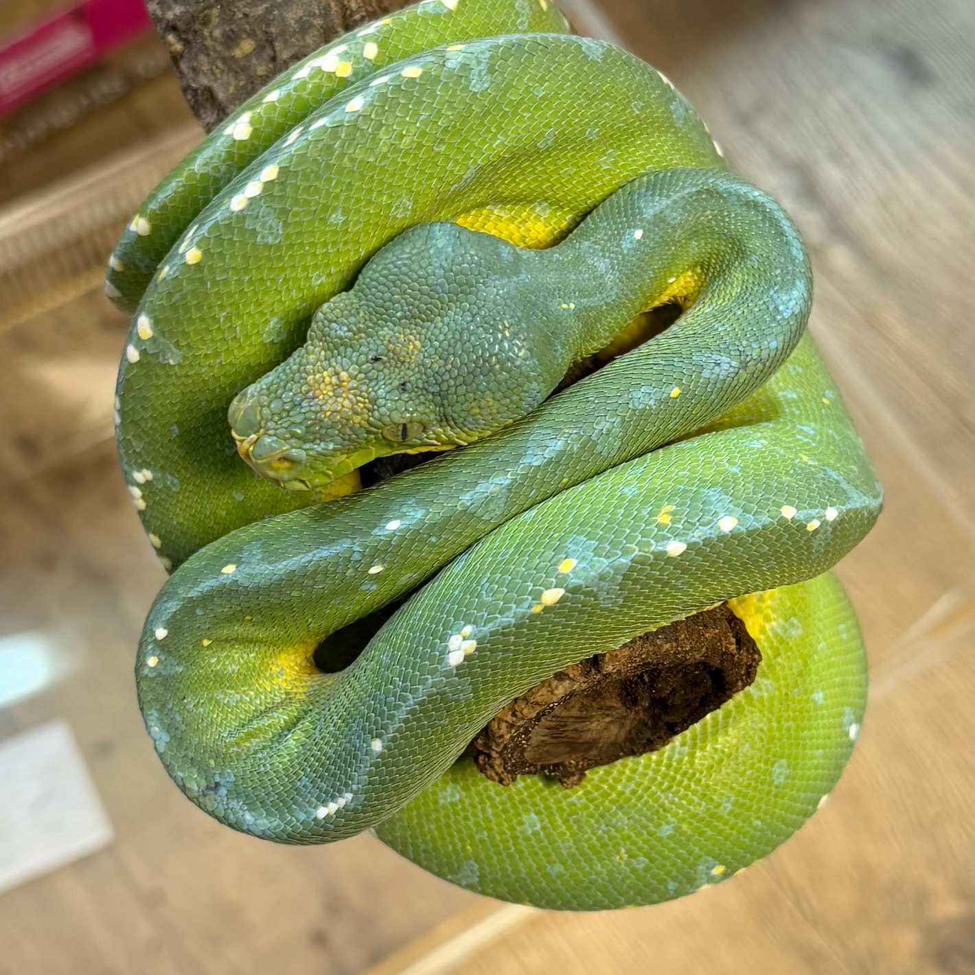 High Blue Aru Green Tree Python for Sale