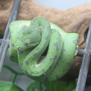 Green Tree Python