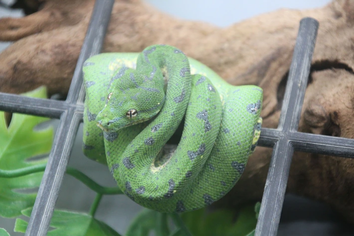 Green Tree Python