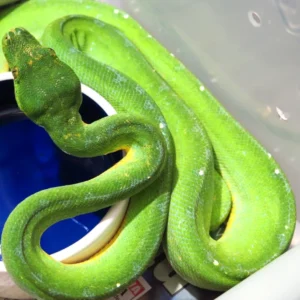 Pour Houten Morelia Viridis Sorong