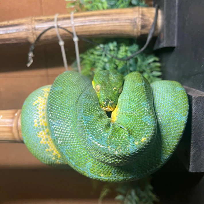 Buy Sorong Green Tree Python Online