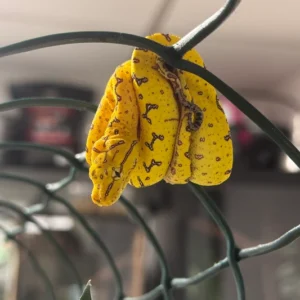 Designer Green Tree Python