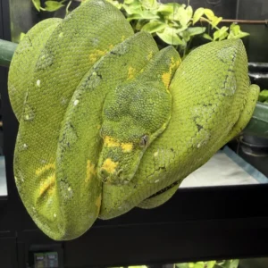 Biak Island Green Tree Python
