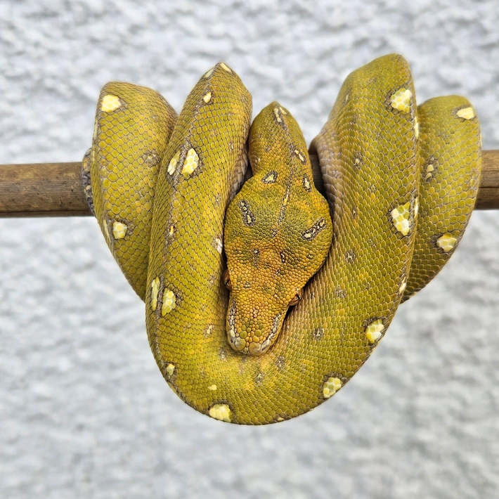 Cyclops Biak Red Neo Green Tree Python for Sale