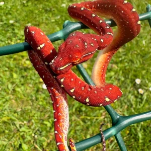 UKCBB Red Neo