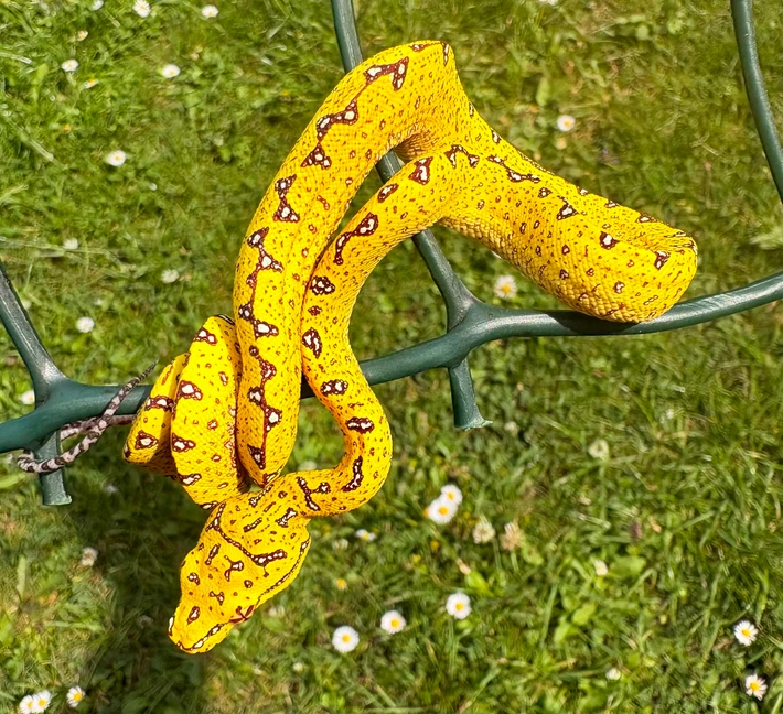 UKCBB Yellow Neo Green Tree Python for Sale