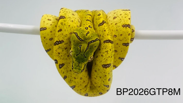 UKCBB2026 Mixed Localities Green Tree Python for Sale