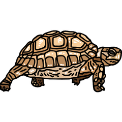what records should you keep for your reptile